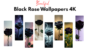 Black Rose Wallpaper Screenshot 0