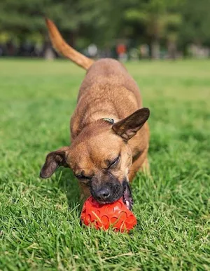 Dachshund Dog Wallpapers Screenshot 0