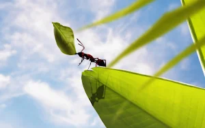 Ants Wallpapers Screenshot 1