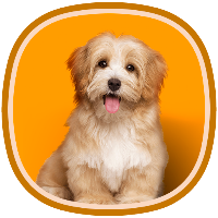 Animals for kids