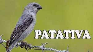 Canto da Patativa Screenshot 3