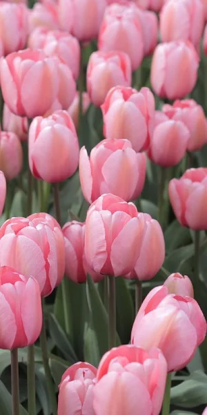 Wallpaper Tulip Screenshot 1