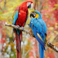 Beauty Birds Live Wallpaper PRO
