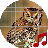 Owl Sounds ~ Sboard.pro