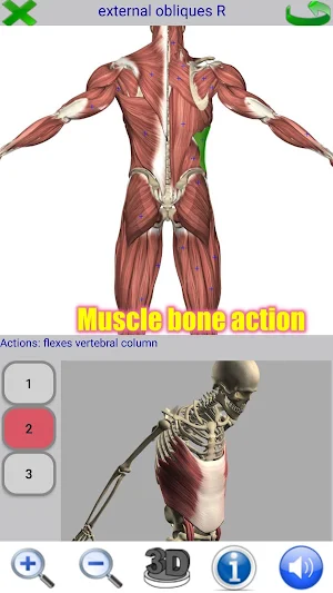 Visual Anatomy Screenshot 3