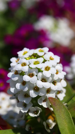 Alyssum Wallpaper Screenshot 2
