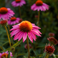 Echinacea Wallpaper