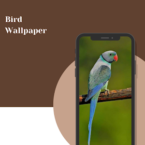 Bird Wallpaper 4K Screenshot 2