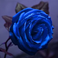 Blue Rose Wallpapers
