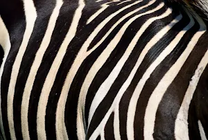 Zebra print wallpapers Screenshot 3