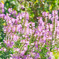 Obedient Plant Wallpaper