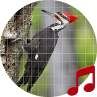 Woodpecker bird sounds ~ Sboard.pro