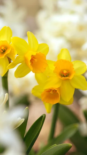 Narcissus Wallpaper Screenshot 3