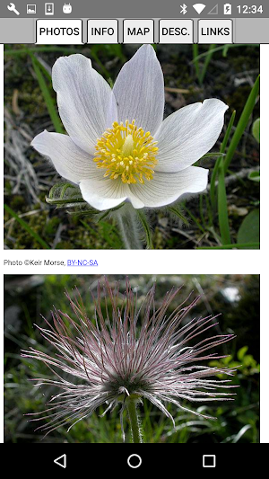 Wyoming Wildflowers Screenshot 3