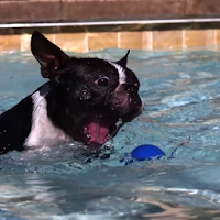 Dog in Pool Slowmotion Live Vi
