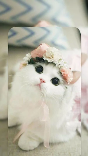 Cute Cat Live Wallpapers HD Screenshot 3