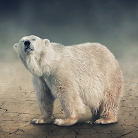 Polar bear Wallpapers HD