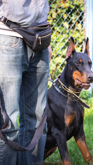 Latest Dog Training Tips & Tri Screenshot 1
