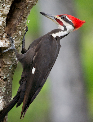 Woodpecker bird sounds ~ Sboard.pro Screenshot 0