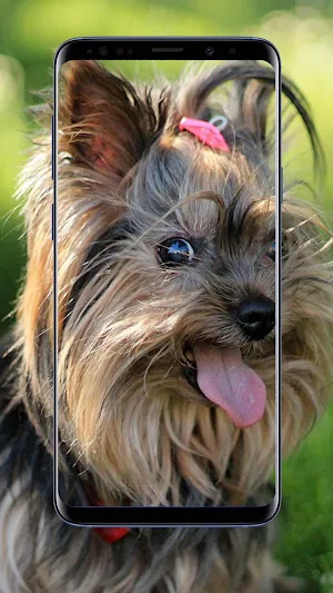 Yorkshire Terrier Wallpaper Screenshot 2