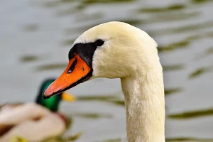Swan wallpapers Screenshot 1