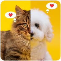 Cute Cat and Dog Wallpapers HD