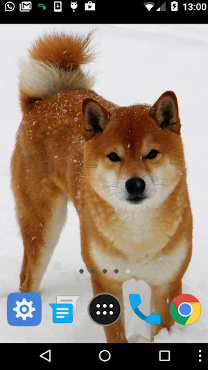 shiba inu wallpaper Screenshot 1