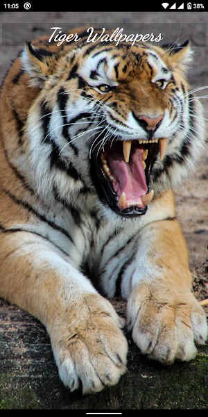 Tiger HD, 4K Wallpapers Screenshot 0