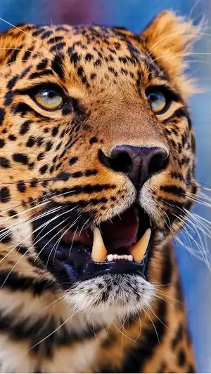 Leopard Wallpapers Screenshot 2