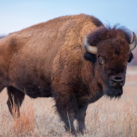 Bison Wild Ox Aurochs Sounds