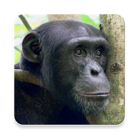 Chimpanzee Sound Collections ~ Sclip.app
