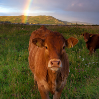 Cow Wallpapers