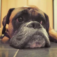 Boxer Dog Wallpapers