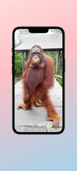 Orang Utan WalL Screenshot 1
