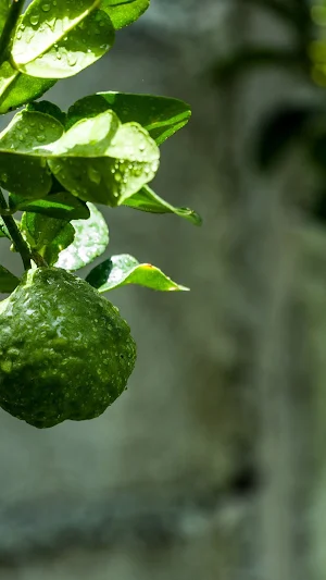 Bergamot Wallpapers Screenshot 3
