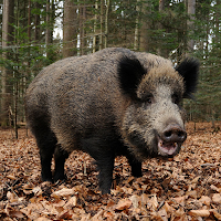 Wild Boar Sounds