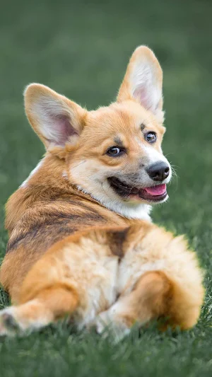 corgi wallpaper Screenshot 3