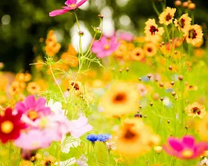 Wallpaper Awesome HD Themes Screenshot 3