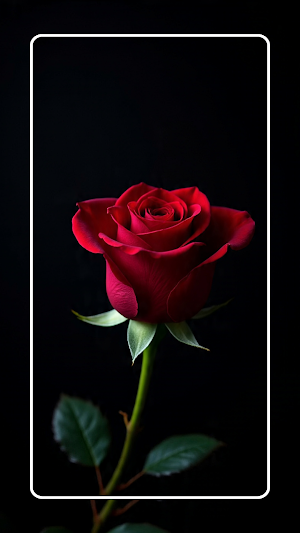 Red Rose Wallpaper Full HD Screenshot 1