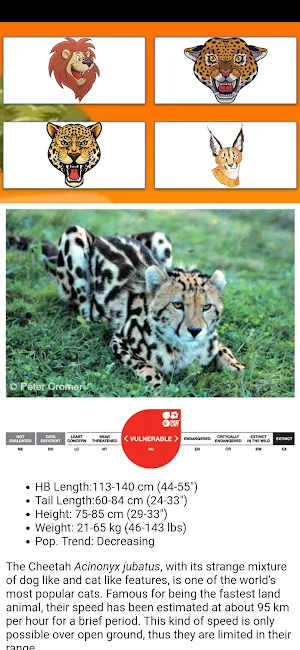 African Cats Guide Screenshot 3