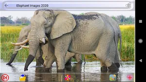 Elephant Images Screenshot 2