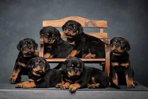Rottweiler Dog Wallpapers Screenshot 3