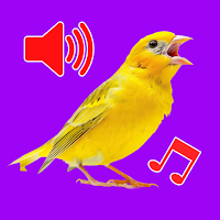 Birds Sounds Ringtones