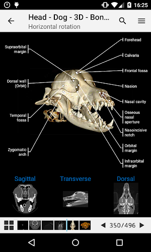 vet-Anatomy Screenshot 2