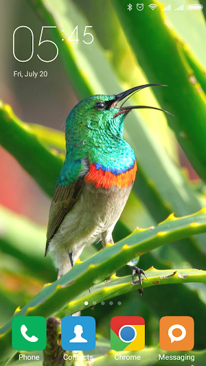 Hummingbird Wallpapers Screenshot 0