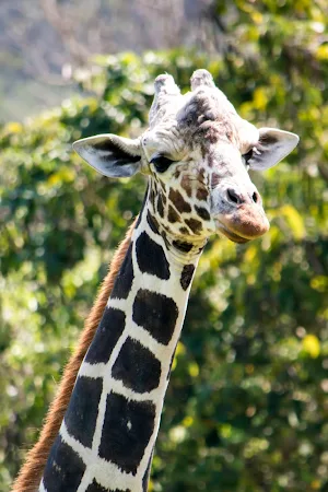 Giraffe Wallpapers 2 Screenshot 3