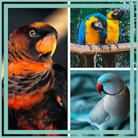 Bird Guess Fun Feather Trivia