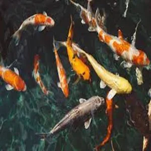 Koi Fish Wallpapers HD Screenshot 0