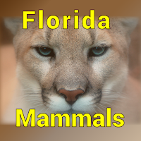 Florida Mammals