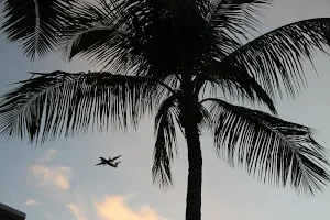 Palm tree wallpapers Screenshot 3